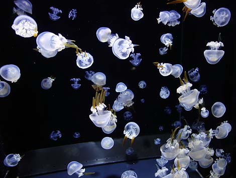 クラゲに特化したその展示で全国的にもメジャーな水族館となりましたね「鶴岡市立加茂水族館」（山形鶴岡）