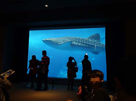 日本では一番充実している水族館ではと思います「美ら海水族館」（沖縄国頭郡本部町）