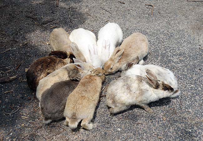 人懐っこい野生のウサギが700頭もいてる観光客に大人気の島「大久野島」（広島竹原）