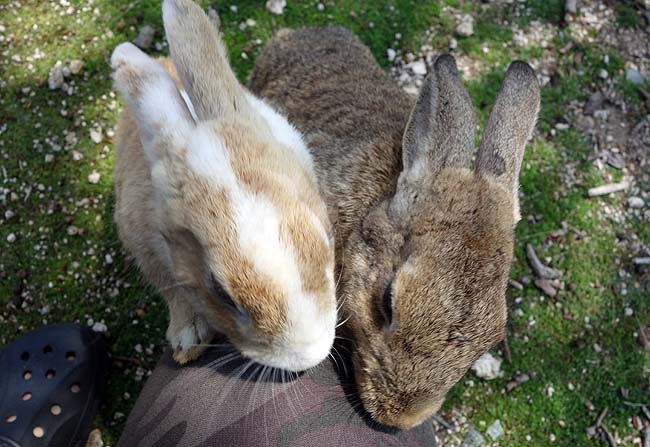 人懐っこい野生のウサギが700頭もいてる観光客に大人気の島「大久野島」（広島竹原）