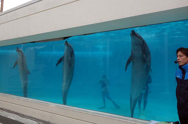 沖縄ナンバー1人気観光地「美ら海水族館」へ♪でっかい水槽前のカフェって最高やね