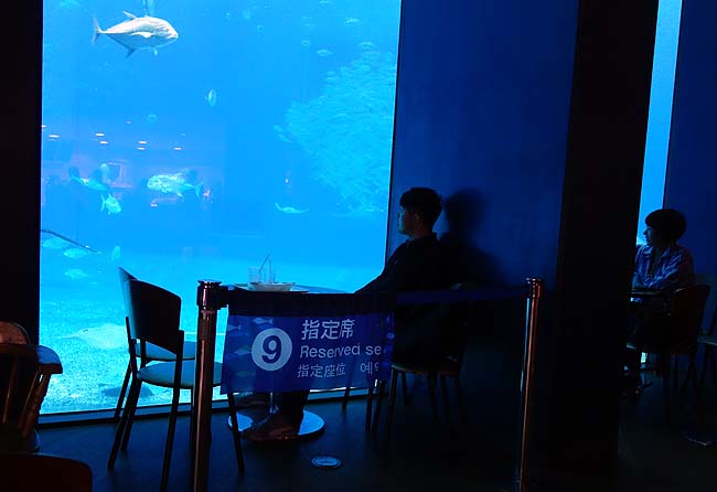 沖縄ナンバー1人気観光地「美ら海水族館」へ♪でっかい水槽前のカフェって最高やね