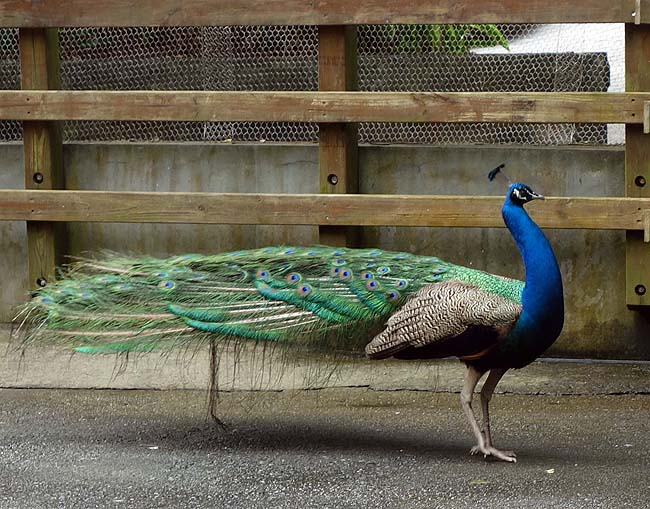 上野動物園の13倍の広さは見応えあるけれどその前に歩き疲れる…アジア最大「台北市立動物園」（台湾）
