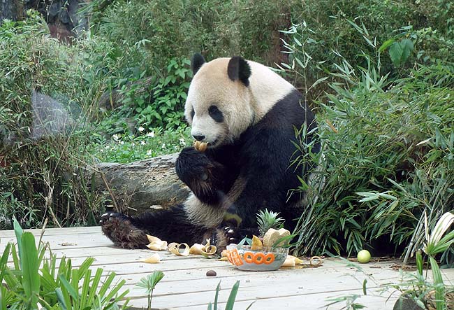 春節の元旦は台北動物園でパンダに癒される？いや～しかしこんなに広いとは思わなかった・・・