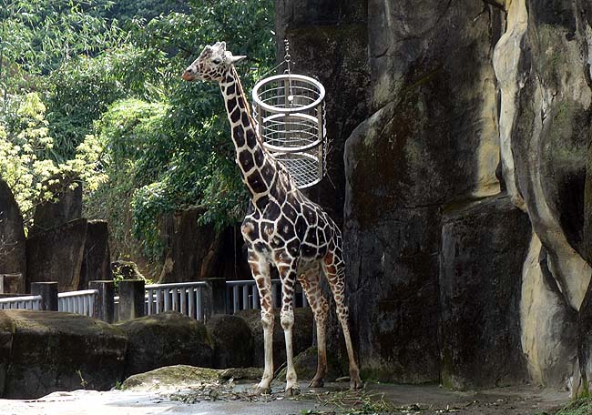 上野動物園の13倍の広さは見応えあるけれどその前に歩き疲れる…アジア最大「台北市立動物園」（台湾）