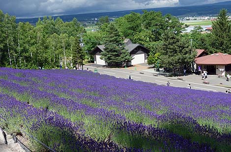 美瑛・ふらので一番人気の観光地では？北海道一のラベンダー畑？「ファーム富田」（北海道中富良野）