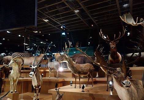 零戦の複座機を展示 国立科学博物館（東京上野公園）