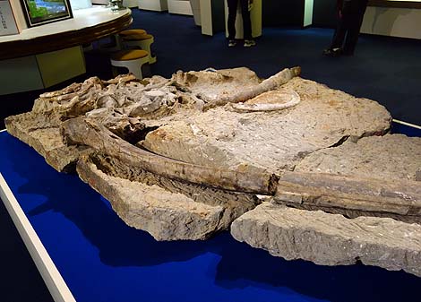 恐竜はあれど化石に特化した博物館は全国でも非常に珍しい・・・瑞浪市「化石博物館」（岐阜）