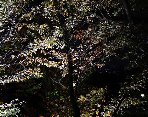 高台寺 秋の夜間特別拝観（京都祇園東山）境内を幻想的にライトアップ