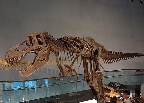 恐竜に特化した博物館ではその規模は全国ナンバー1「福井県立恐竜博物館」（福井勝山）