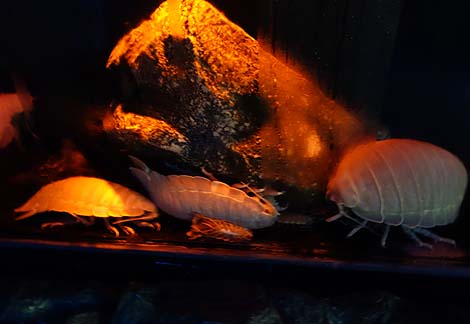 世界的にも珍しい・・・深海魚に特化した水族館「沼津港深海水族館」（静岡沼津）