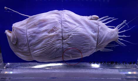 世界的にも珍しい・・・深海魚に特化した水族館「沼津港深海水族館」（静岡沼津）