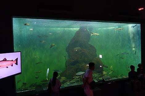 道東にある鮭[サケ]に特化した水族館「標津サーモン科学館」（北海道標津町）